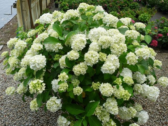 Madame Emile Mouillère - Hydrangea macrophylla (Fleurs rondes) – Image 4