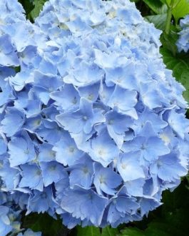Europa - Hydrangea macrophylla (Fleurs rondes)
