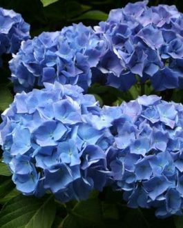 Favorite - Hydrangea macrophylla (Fleurs rondes)