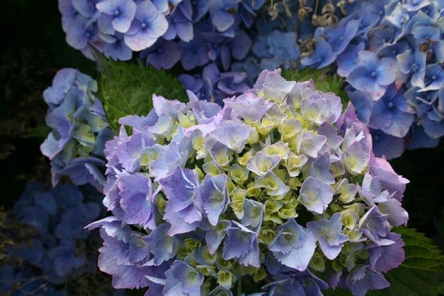 Hambourg - Hydrangea macrophylla (Fleurs rondes) – Image 3