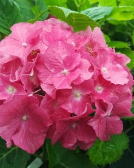 Hatfield rose - Hydrangea macrophylla (Fleurs rondes)