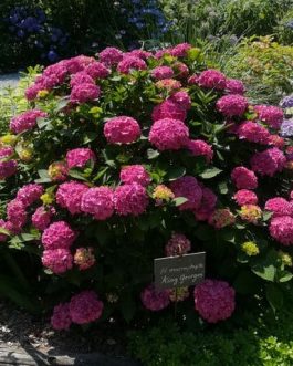 King George - Hydrangea macrophylla (Fleurs rondes)