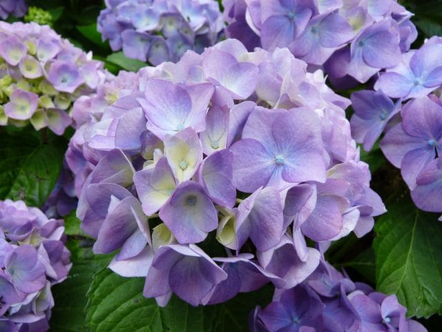 Kluis Superba - Hydrangea macrophylla (Fleurs rondes) – Image 4