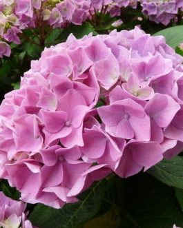 Kluis Superba - Hydrangea macrophylla (Fleurs rondes)