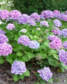 La Marne - Hydrangea macrophylla (Fleurs rondes)
