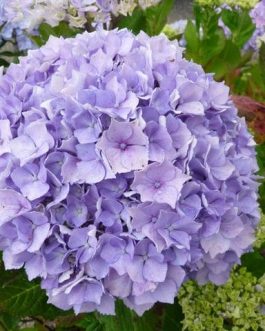 La Marne - Hydrangea macrophylla (Fleurs rondes)