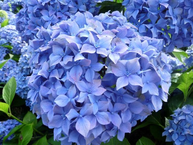 Lausanne - Hydrangea macrophylla (Fleurs rondes) – Image 2