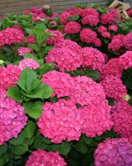 Maman - Hydrangea macrophylla (Fleurs rondes)