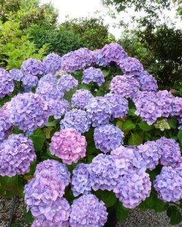 Marechal Foch - Hydrangea macrophylla (Fleurs rondes)