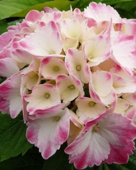 Marie Louise Dussine - Hydrangea macrophylla (Fleurs rondes)