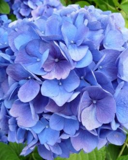 Mathilda Gütges - Hydrangea macrophylla (Fleurs rondes)
