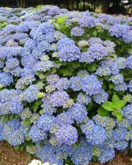 Mathilda Gütges - Hydrangea macrophylla (Fleurs rondes)