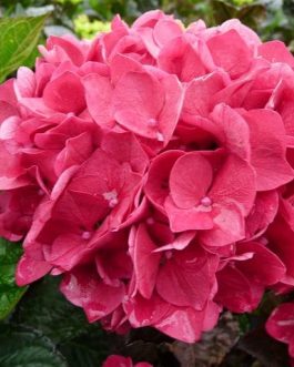 Merveille Sanguinea - Hydrangea macrophylla (Fleurs rondes)