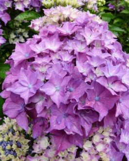 Pia - Hydrangea macrophylla (Fleurs rondes)