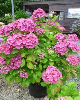 Pirate - Hydrangea macrophylla (Fleurs rondes)