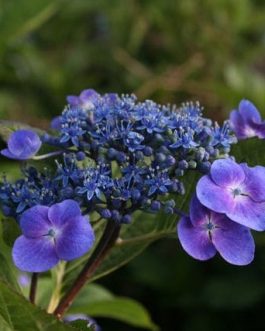 Côté Ouest - Hydrangea macrophylla (Fleurs plates)