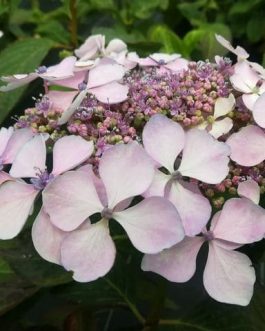 Davidii - Hydrangea macrophylla (Fleurs plates)