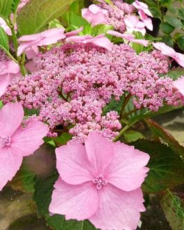 Diskus rose - Hydrangea macrophylla (Fleurs plates)