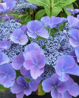 Gimpel - Hydrangea macrophylla (Fleurs plates)
