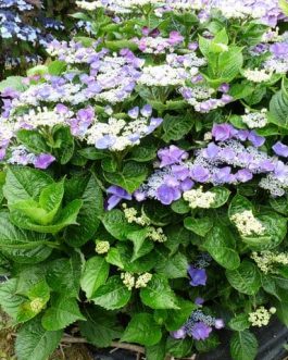 Gimpel - Hydrangea macrophylla (Fleurs plates)