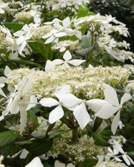 Gwenic - Hydrangea macrophylla (Fleurs plates)