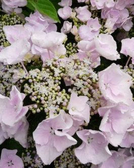 Hobella - Hydrangea macrophylla (Fleurs plates)