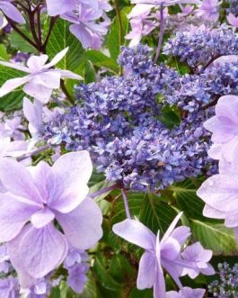 Jogasaki - Hydrangea macrophylla (Fleurs plates)