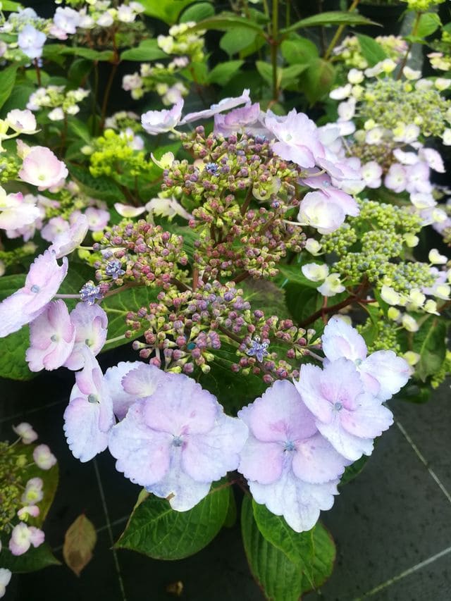 Klaveren - Hydrangea macrophylla (Fleurs plates) – Image 3