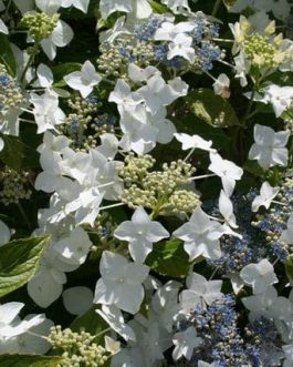 Lanarth White - Hydrangea macrophylla (Fleurs plates)
