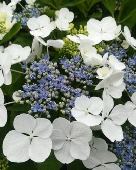Libelle - Hydrangea macrophylla (Fleurs plates)