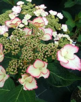 Love You Kiss - Hydrangea macrophylla (Fleurs plates)