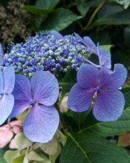 Blue wave - Hydrangea macrophylla (Fleurs plates)