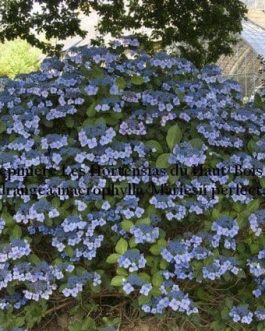 Mariesii Perfecta - Hydrangea macrophylla (Fleurs plates)