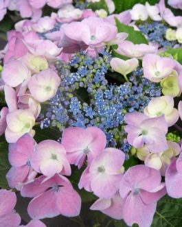 Messaline - Hydrangea macrophylla (Fleurs plates)