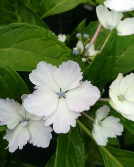 Mikamba - Hydrangea macrophylla (Fleurs plates)