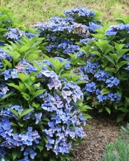 Pfau - Hydrangea macrophylla (Fleurs plates)