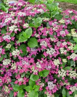 Rotschwanz - Hydrangea macrophylla (Fleurs plates)