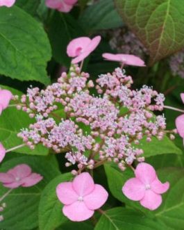 Santiago - Hydrangea serrata