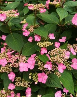 Santiago - Hydrangea macrophylla (Fleurs plates)