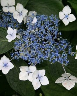 Sea Foam - Hydrangea macrophylla (Fleurs plates)