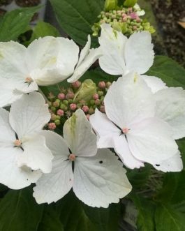 Sturton Lace - Hydrangea macrophylla (Fleurs plates)