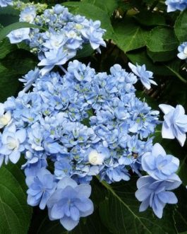 You and  Me Forever - Hydrangea macrophylla (Fleurs plates)