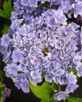 You and Me Passion - Hydrangea macrophylla (Fleurs plates)