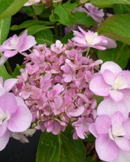 You and Me Romance - Hydrangea macrophylla (Fleurs plates)
