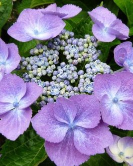 Zaunkönig - Hydrangea macrophylla (Fleurs plates)