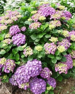 Président R. Touchard - Hydrangea macrophylla (Fleurs rondes)