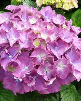 Président R. Touchard - Hydrangea macrophylla (Fleurs rondes)