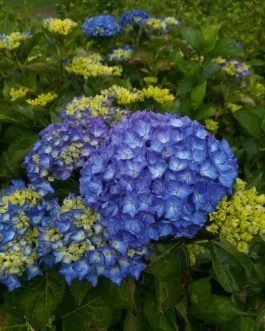 Renate Steiniger - Hydrangea macrophylla (Fleurs rondes)