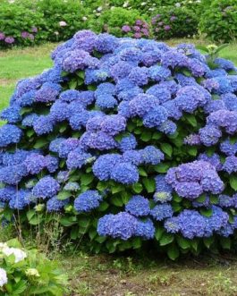 Renate Steiniger - Hydrangea macrophylla (Fleurs rondes) - 20 à 25 litres (4 à 6 ans)