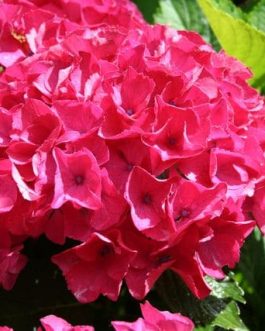 Rome - Hydrangea macrophylla (Fleurs rondes)